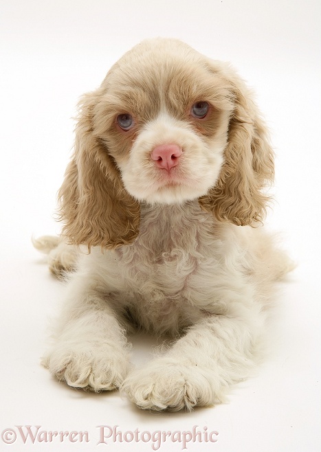 Lilac American Cocker Spaniel pup, Isabella, 9 weeks old, white background