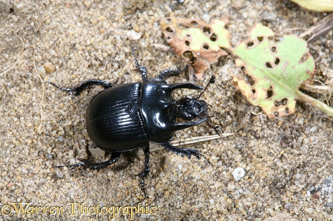 Minotaur Beetle (Typhaeus typhoeus).  Europe