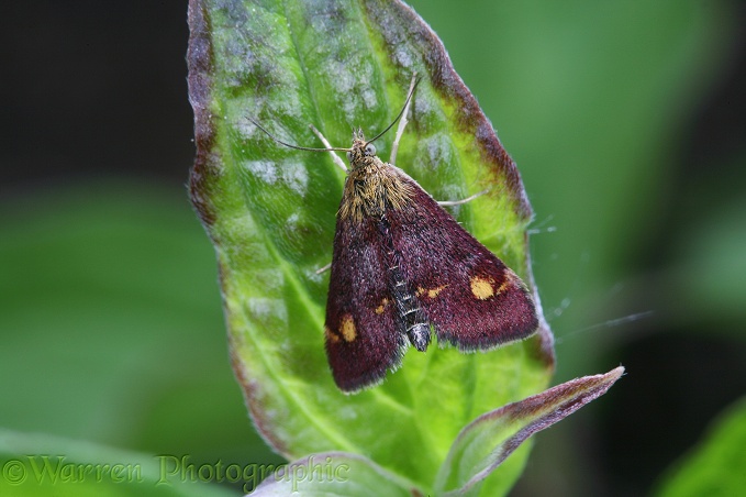 Micro moth (Pyralidae)