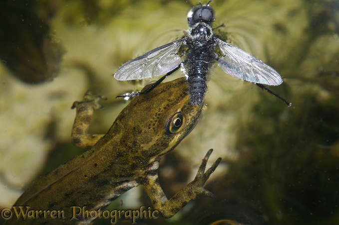 Common Newt (Triturus vulgaris) rising to take a drowning St Mark's Fly (Bibio marci).  Europe