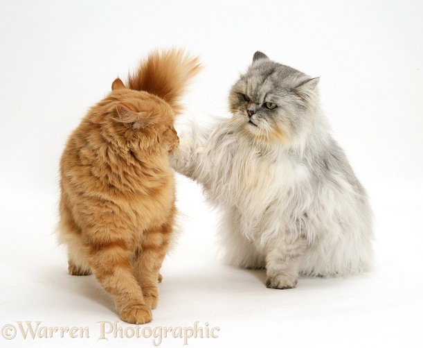 Red Persian-cross female cat, Mollynew, and her silver tabby Chinchilla Persian mate, Cosmos, white background