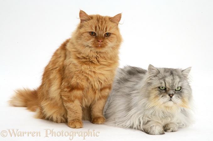 Red Persian-cross female cat, Mollynew, and her silver tabby Chinchilla Persian mate, Cosmos, white background