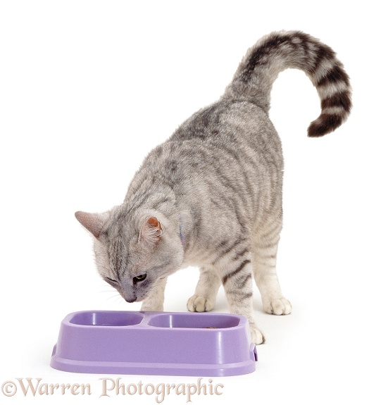 Silver tabby cat with water and food in a double bowl, white background