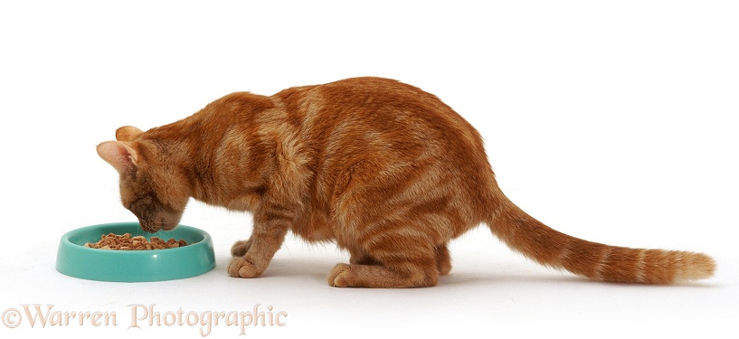 Ginger female cat Lucky smelling cat food before eating it, white background