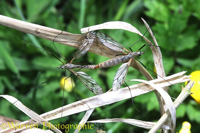 Cranefly (Tipulidae) mating pair