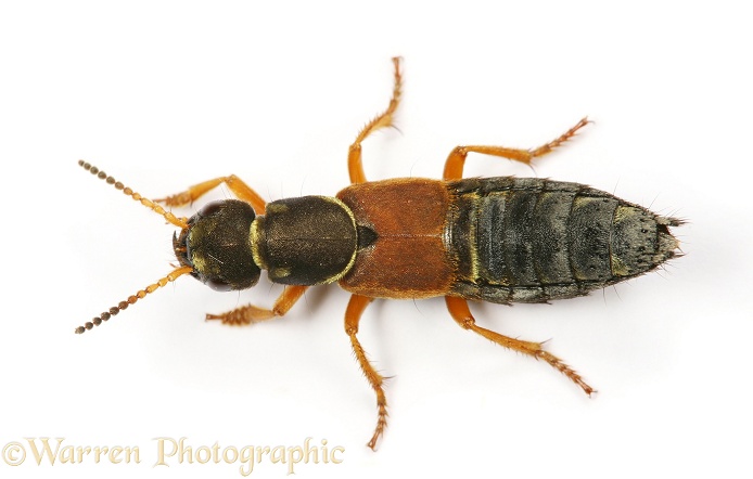 Rove Beetle (Staphylinus caesareus).  Europe, white background