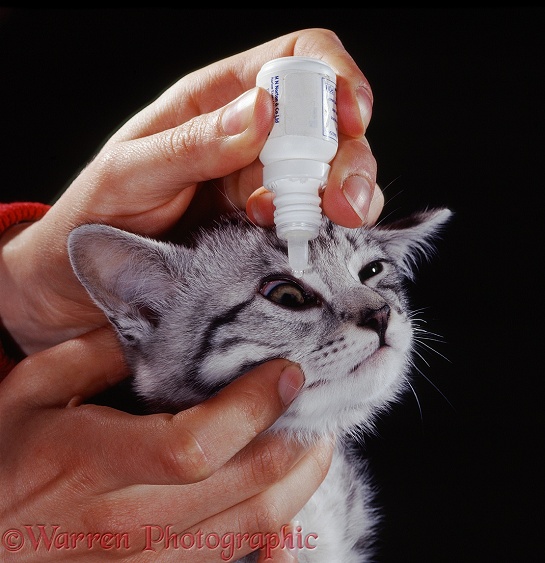 Administering antibiotic eye drops to tabby cat with unilateral conjunctivitis