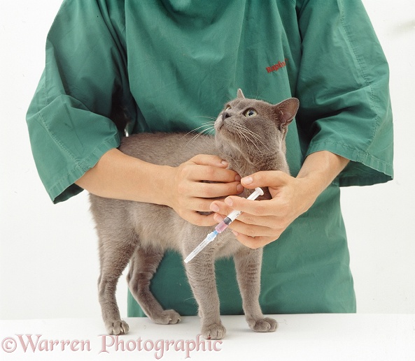 Vet holding Blue Burmese cat, Monty, about to be given booster vaccination. Note needle covered for safety until ready, white background
