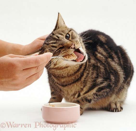 Tempting an inappetant cat to feed by offering him prescription diet on a spoon, white background