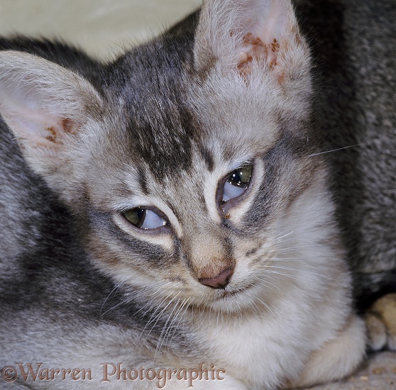 Sick Abyssinian kitten showing nictitating membranes up ('Third Eyelid Syndrome')