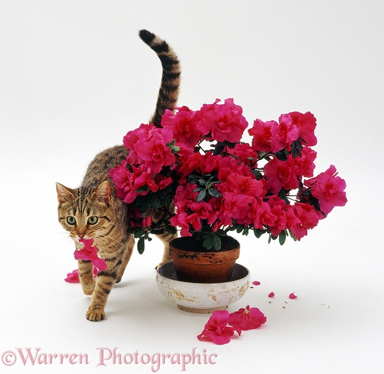 Brown-spotted Bengal-cross female cat Gabby carrying a mouthful of petals from an Azalea house plant, white background