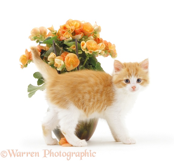 Ginger-and-white kitten rubbing past orange begonias, white background