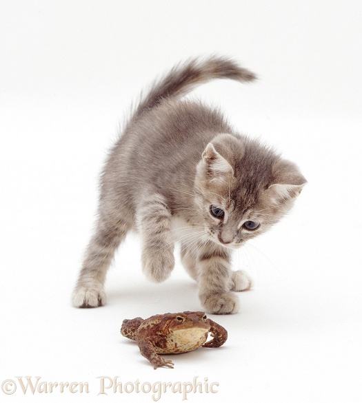 Blue tabby kitten playing with a toad, white background
