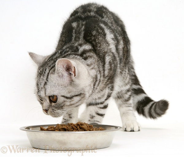 Silver tabby cat with dry cat food in a stainless steel bowl, white background