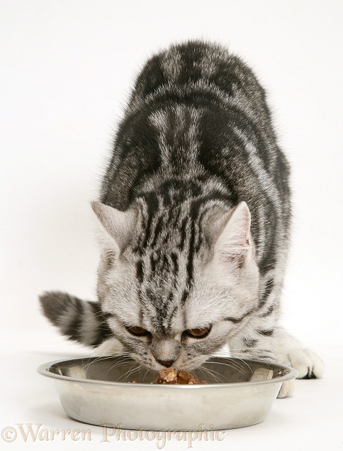 Silver tabby cat eating cat food from a stainless steel bowl, white background