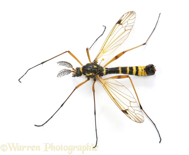 Comb-horn Cranefly (Ctenophora flaveolata) male.  Europe, white background