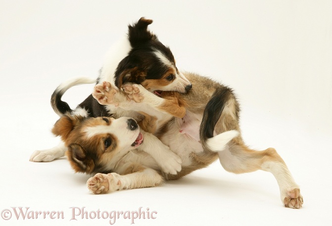 Tricolour Border Collie, Minstrel, attacking his brother, Sable. (A real fight, not play), white background