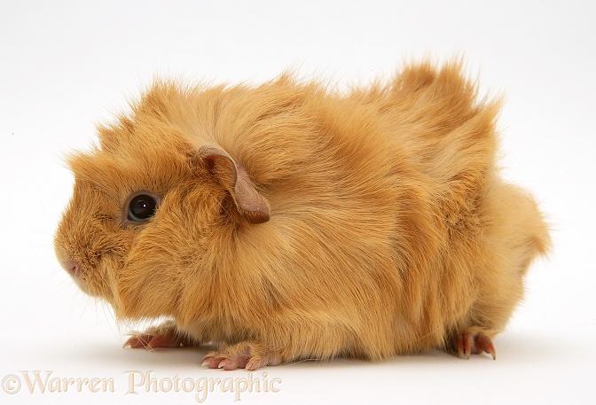Young red Abyssinian bad-hair-day Guinea pig, white background