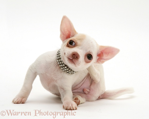 White smooth-haired Chihuahua puppy wearing a diamond collar and scratching her neck, white background