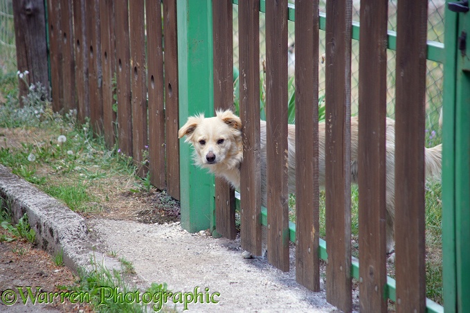 Mongrel bitch staring through a fence.  Abruzzo National Park, Italy