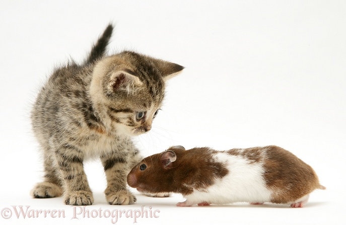 Tabby kitten with hamster, white background