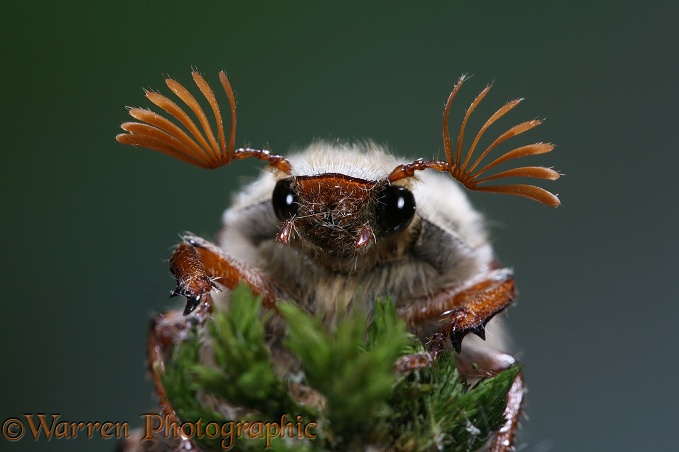 Cockchafer Beetle (Melolontha melolontha) male portrait.  Europe
