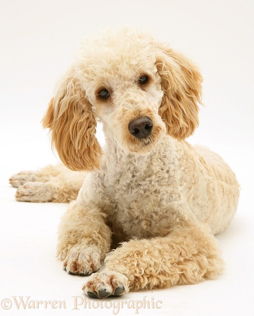 Apricot Poodle, Murphy, white background