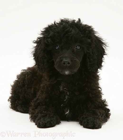 Black Miniature Poodle lying with head up, white background
