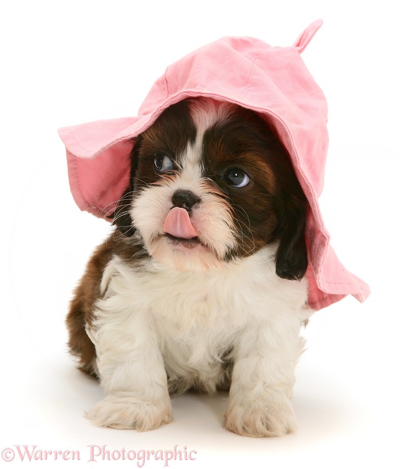 Cavazu (Cavalier King Charles Spaniel x Shih-Tzu) pup wearing a pink baby hat, white background