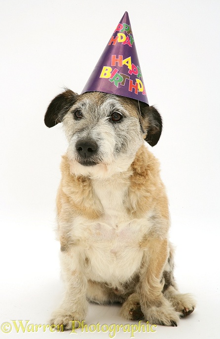 Patterdale x Jack Russell Terrier dog, Jorge, wearing a Happy Birthday hat, white background