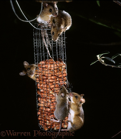 "The night shift moves in".  Yellow-necked Mice (Apodemus flavicollis) on peanut bird feeder.  Europe & Asia