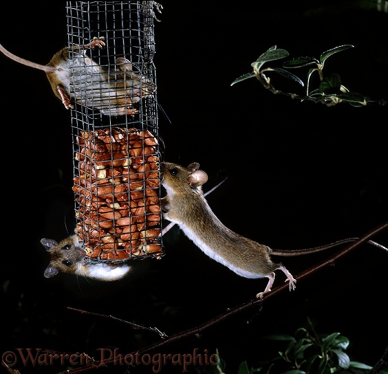"Don't rock the boat".  Yellow-necked Mice (Apodemus flavicollis) on peanut bird feeder at night.  Europe & Asia