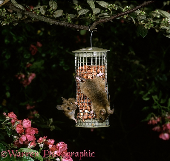 Yellow-necked Mice (Apodemus flavicollis) on peanut bird feeder at night.  Europe & Asia