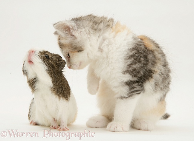 Young agouti-and-white Guinea pig with silver tortoiseshell-and-white Maine Coon kitten, 8 weeks old, white background