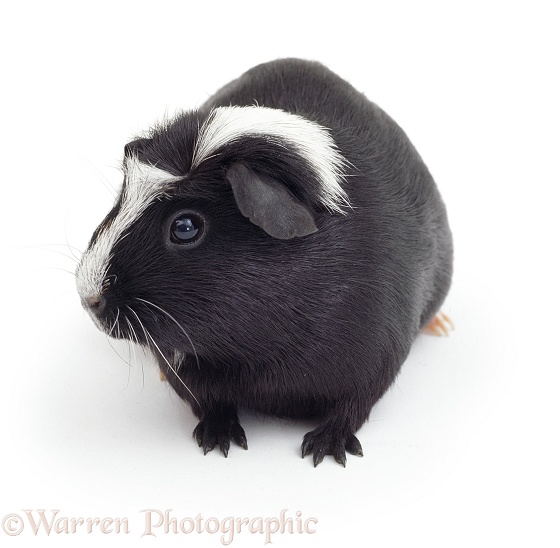 Black-and-white Crested Guinea pig, white background