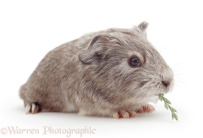 Baby silver Guinea pig, 6 weeks old, eating a flowering head of grass, white background
