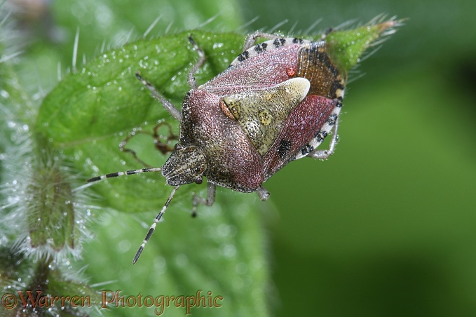 Sloe Shield Bug (Dolycoris baccarum) on Green Alkanet on a rainy day.  Europe