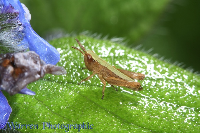Common Field Grasshopper (Chorthippus brunneus) 2nd instar nymph