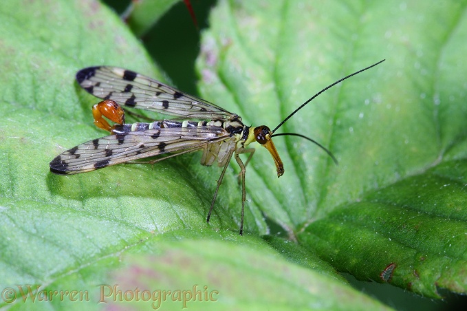 Common Scorpion Fly (Panorpa communis) male