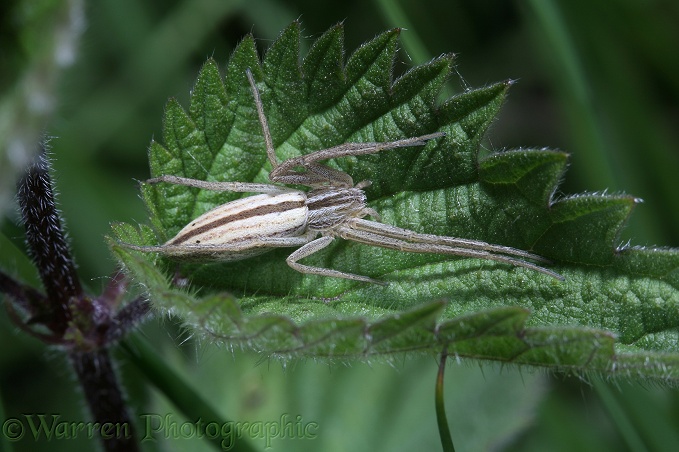 Spider (Tibellus oblongus) gravid female resting on nettle leaf