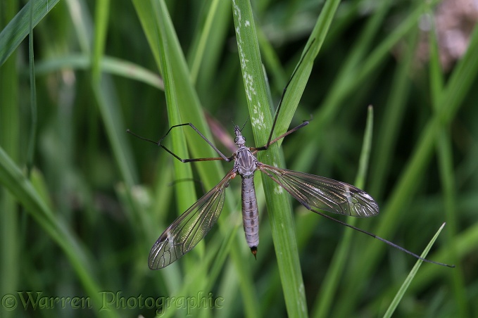 Crane Fly (Tipula paludosa) female