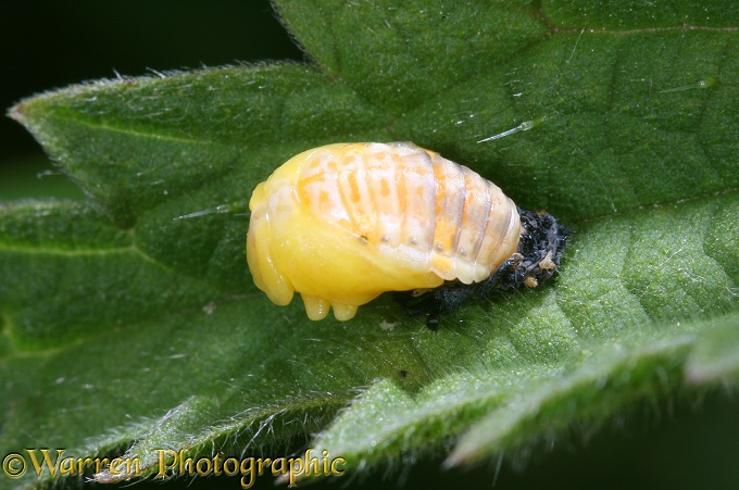 Seven-spot Ladybird (Coccinella 7-punctata) newly formed pupa on nettle leaf