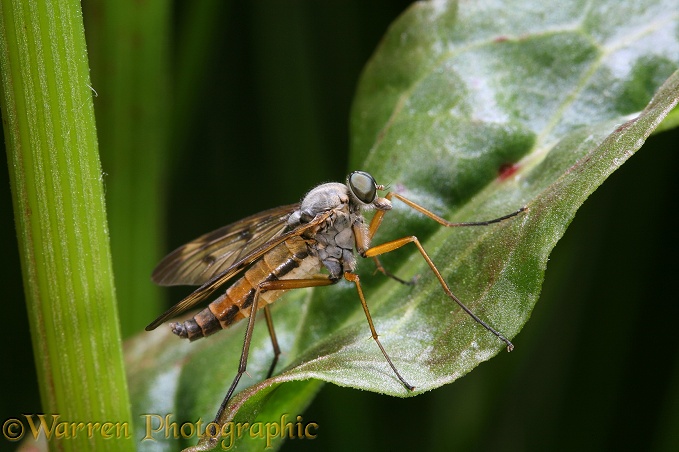 Snipe Fly (Rhagia scolopacea) resting on sorrel leaf
