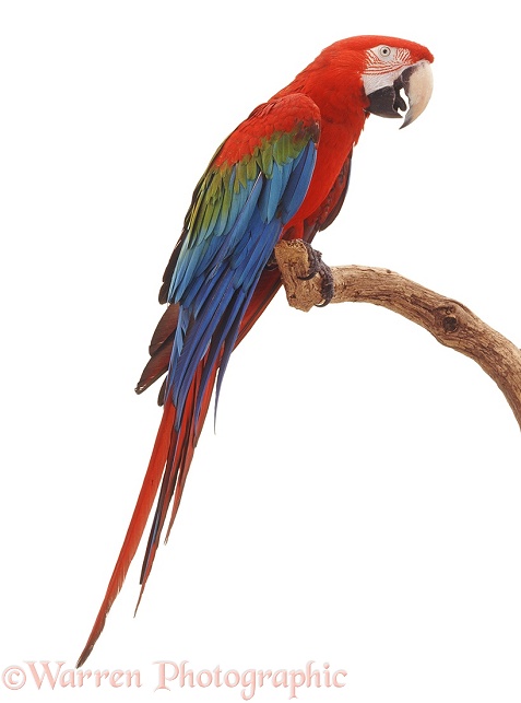 Green-winged Macaw (Ara chloroptera).  South America, white background