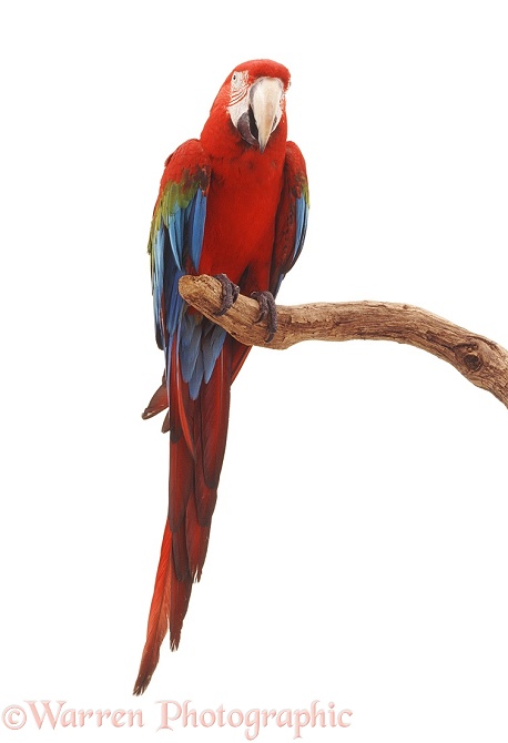 Green-winged Macaw (Ara chloroptera).  South America, white background