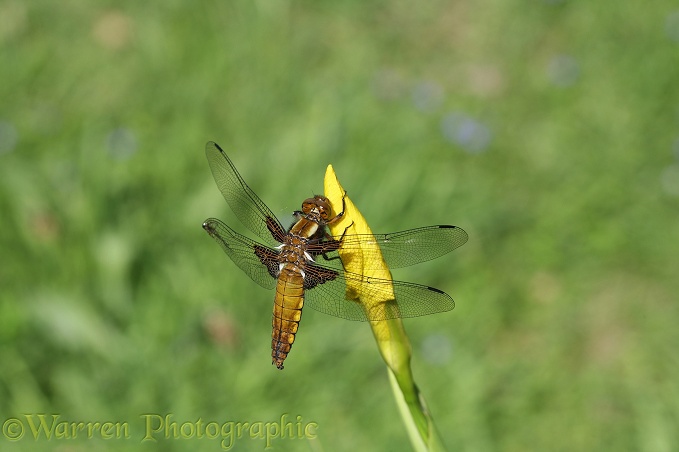 Wide-bodied Chaser Dragonfly (Libellula depressa) female resting on Iris