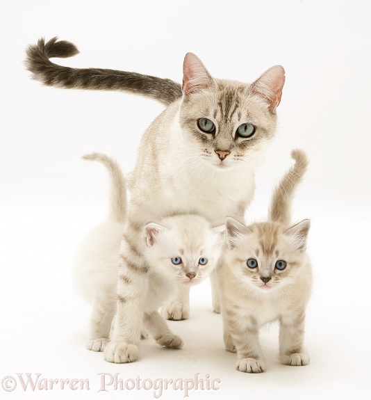 Birman-cross mother cat and kittens, white background