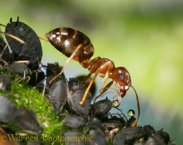 Black or Garden Ant (Lasius niger) worker collecting honeydew from a black aphid colony on a comfrey stem