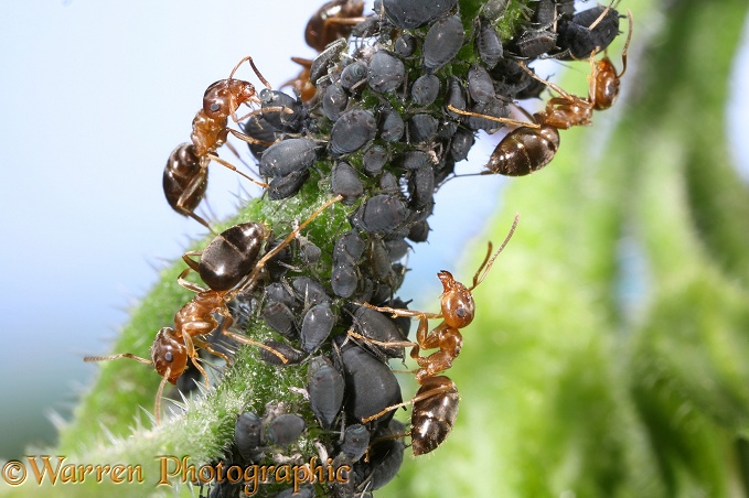 Black or Garden Ant (Lasius niger) workers tending a black aphid colony on a comfrey stem