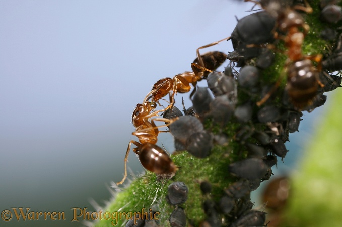 Black or Garden Ant (Lasius niger) two workers sharing a drop of honeydew from a black aphid on a comfrey stem